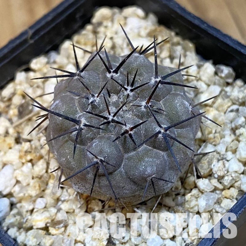 SH32475 Copiapoa cinerea -Perales-