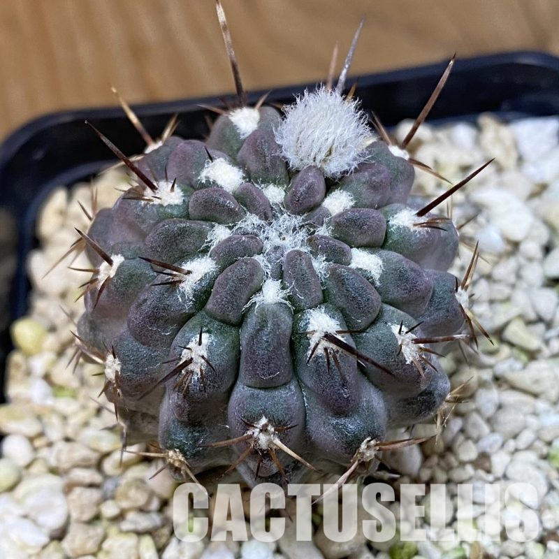 SH32452 Eriosyce heinrichiana