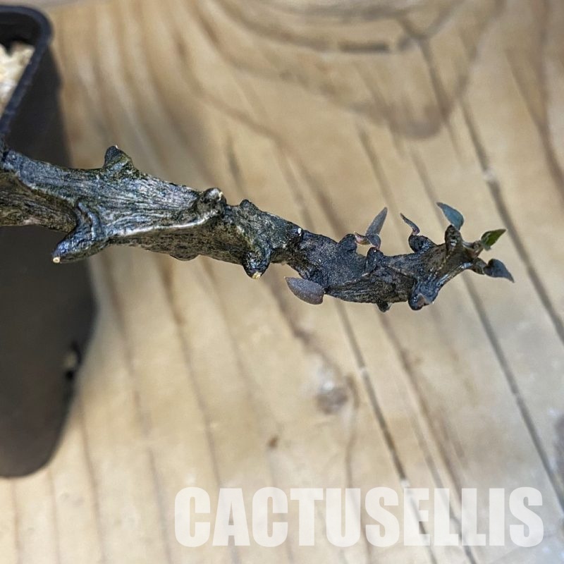 SH32476 Ceropegia bosseri