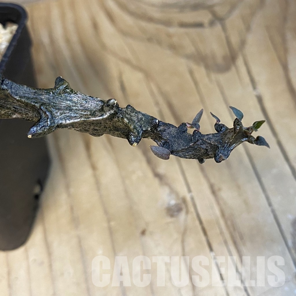 SH32476 Ceropegia bosseri