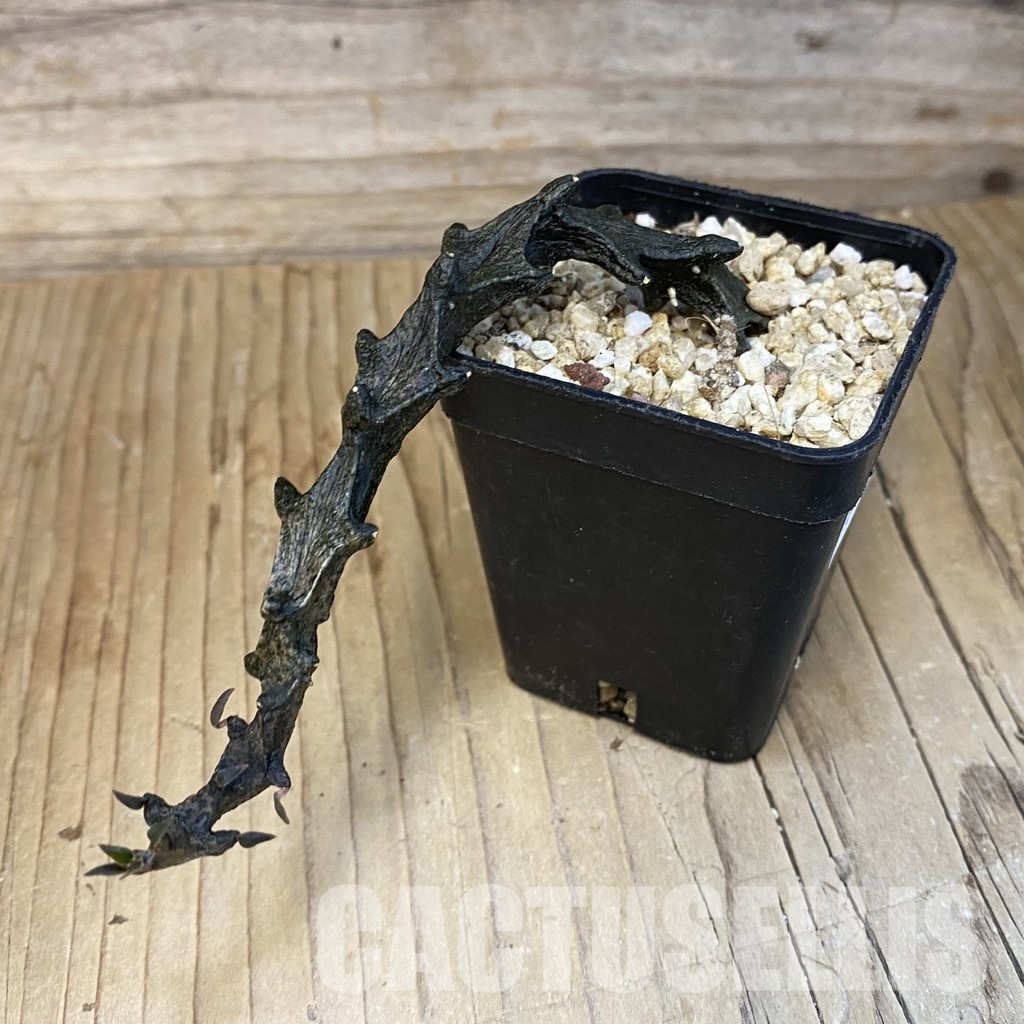 SH32476 Ceropegia bosseri - Image 2