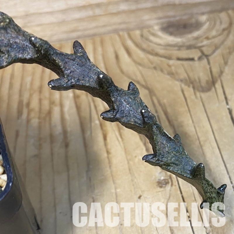 SH32477 Ceropegia bosseri