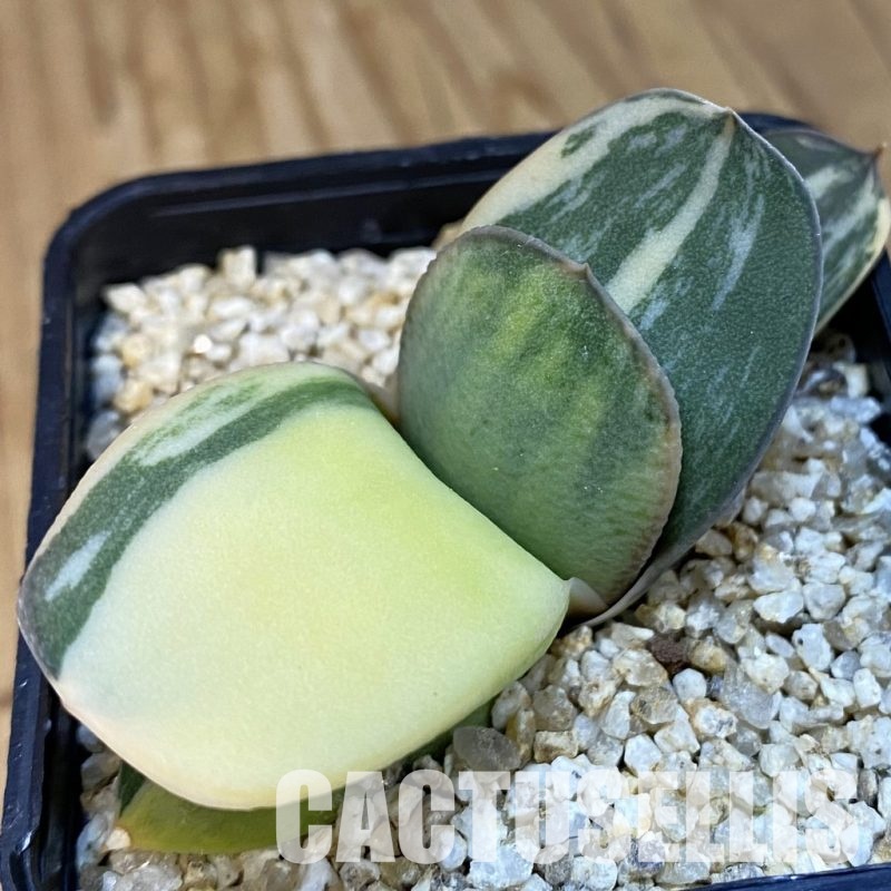 SH32478 Gasteria glomerata f. variegata