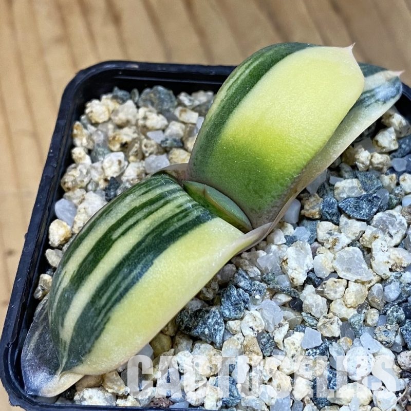SH32479 Gasteria glomerata f. variegata