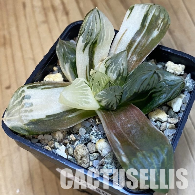 SH32480 Haworthia obtusa ‚Mochi Gyokuro‘ f. variegata