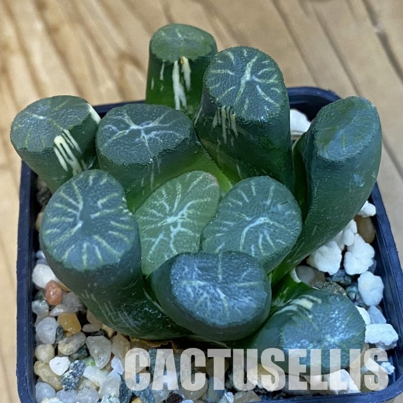 SH32481 Haworthia maughanii f. variegata