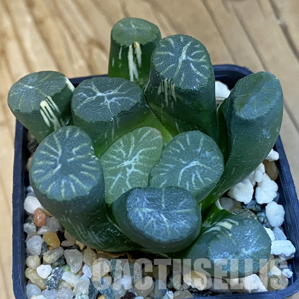SH32481 Haworthia maughanii f. variegata