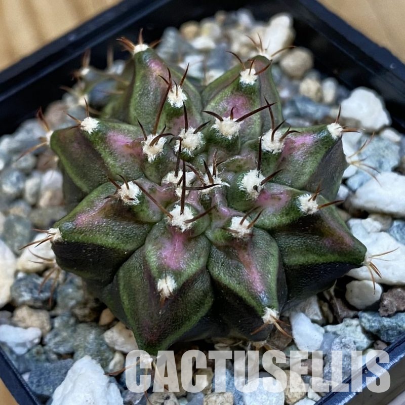 SH32542 Gymnocalycium mihanovichii 'T-Lux'