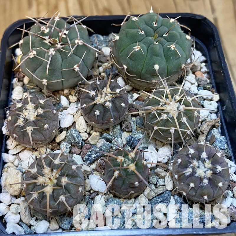 SH32543 Gymnocalycium spegazzinii x Gymnocalycium vatteri, clon 1