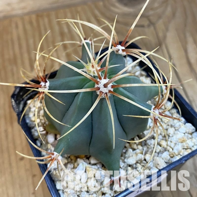 SH32544 Ferocactus histrix