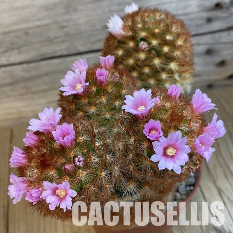 SH32524 Mammillaria carmenae v. rubrispina