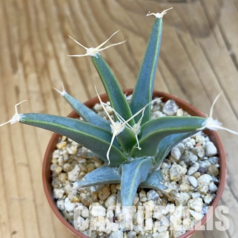 SH32545 Leuchtenbergia principis