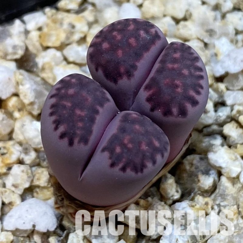 SH32546 Lithops salicola ‘Sato’s Violet’ hybrid