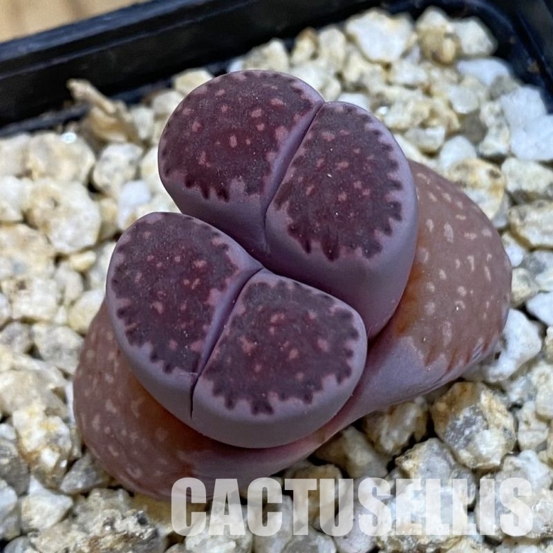 SH32547 Lithops salicola ‘Sato’s Violet’ hybrid