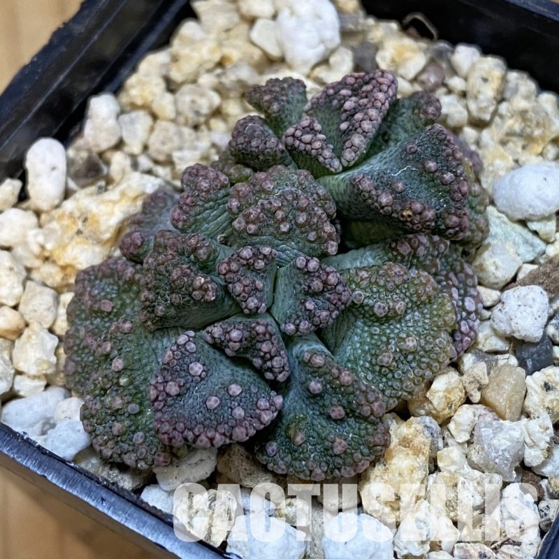 SH32548 Titanopsis calcarea, Clon5