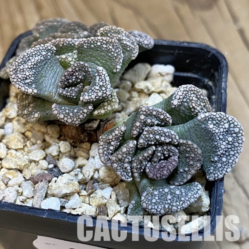 SH32549 Titanopsis calcarea, Clon6