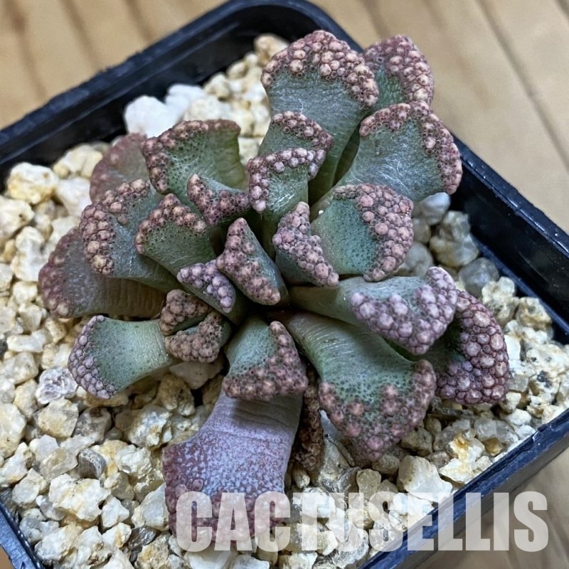 SH32550 Titanopsis calcarea, ex MG1870.22