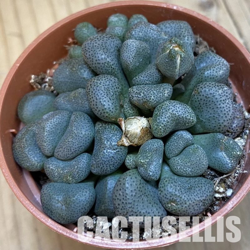 SH32551 Aloinopsis schooneesii