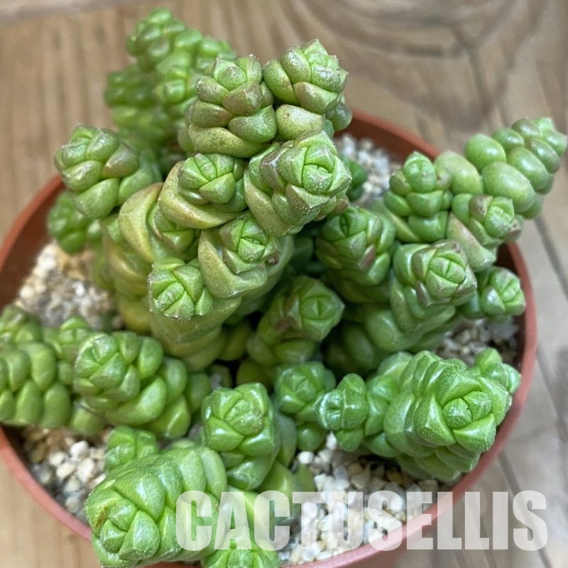 SH32553 Crassula marchandii