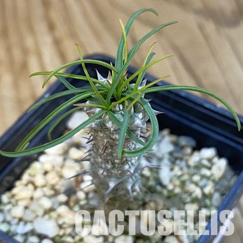 SH32554 Euphorbia gottlebei