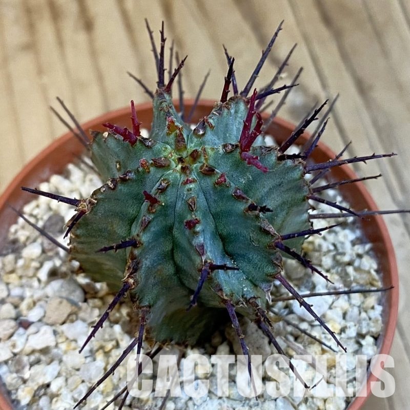 SH32555 Euphorbia horrida