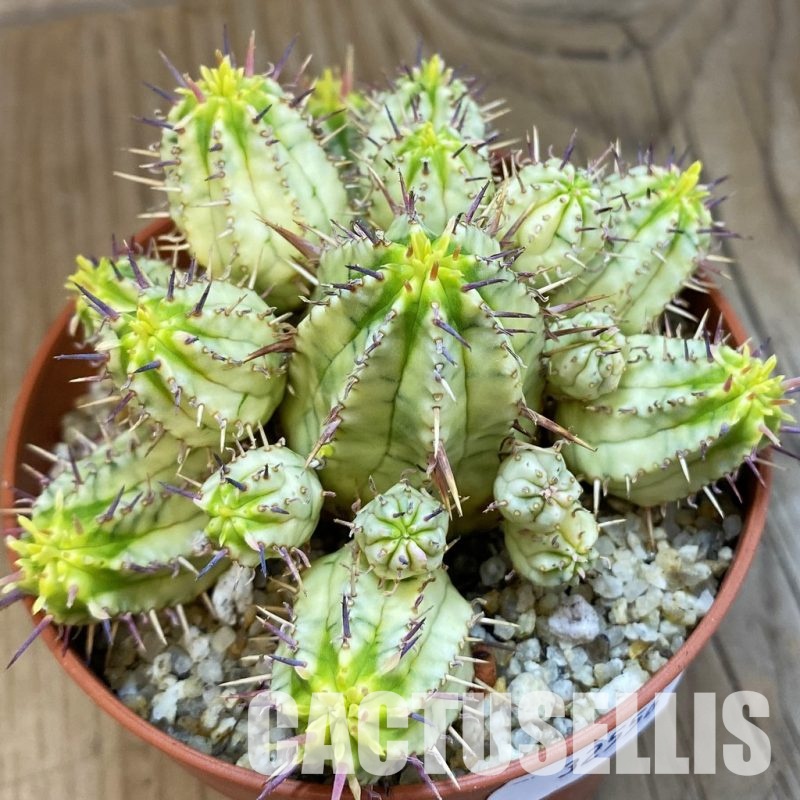 SH32556 Euphorbia aggregata f. variegata