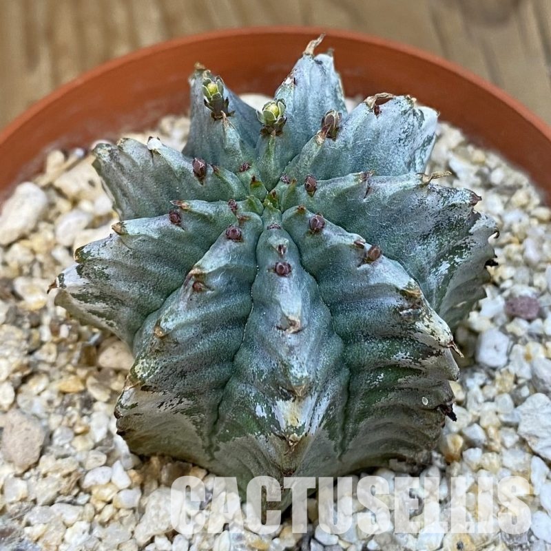 SH32557 Euphorbia horrida 'Alba'