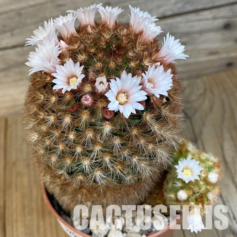 SH32525 Mammillaria carmenae v. rubrispina