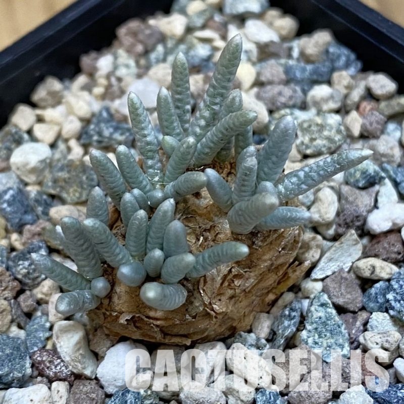 SH32559 Avonia alstonii