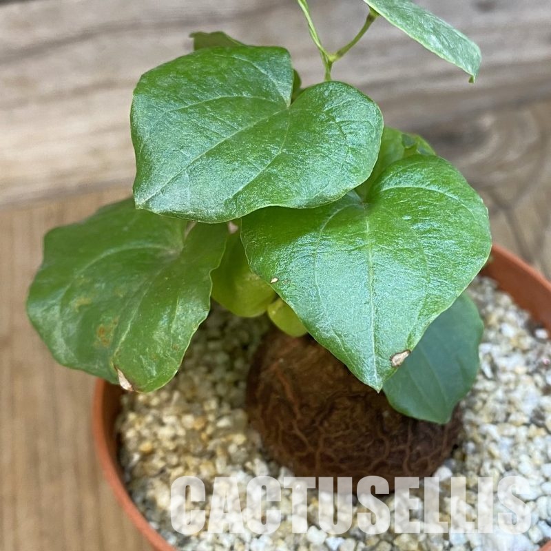 SH32560 Dioscorea elephantipes