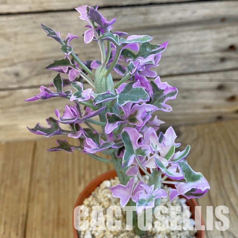 SH32561 Senecio articulatus f. variegata