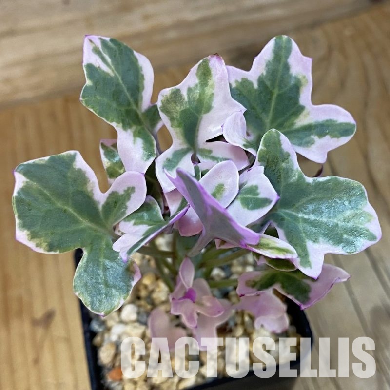 SH32562 Senecio articulatus f. variegata