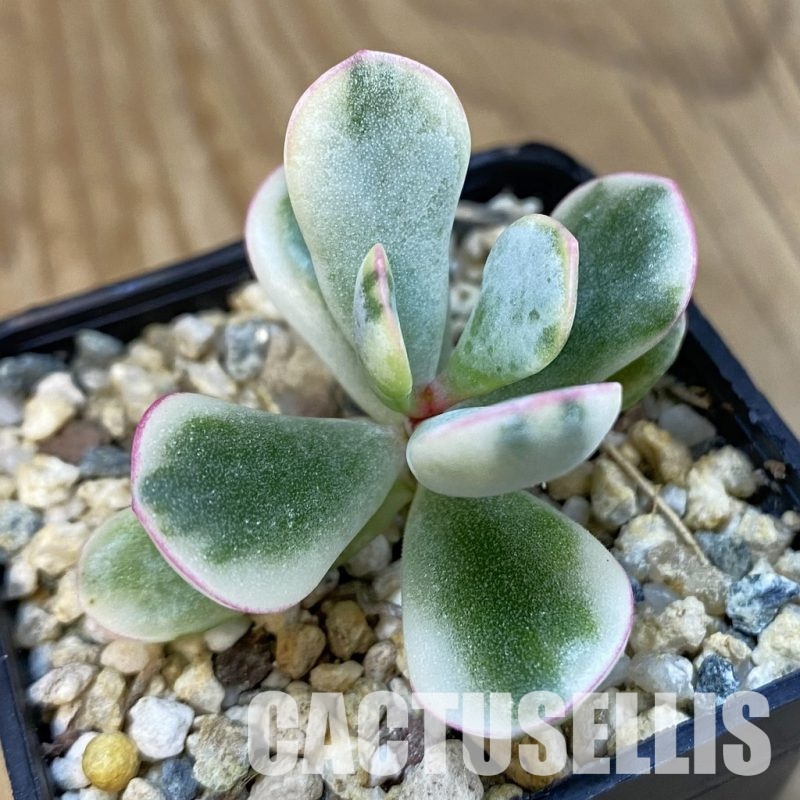 SH32563 Cotyledon orbiculata f. variegata