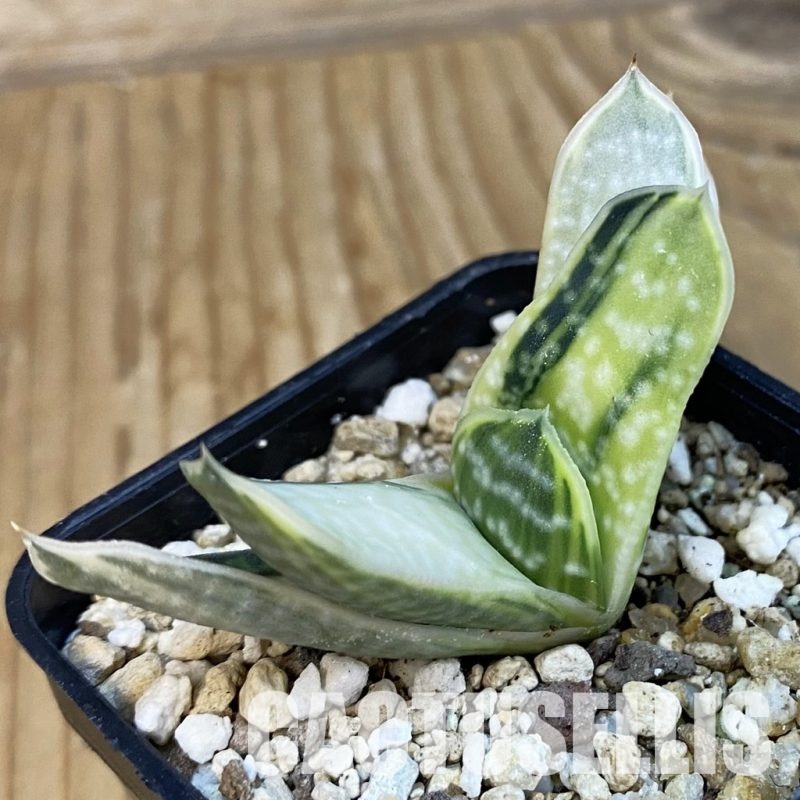 SH32564 Gasteria nigricans f. variegata