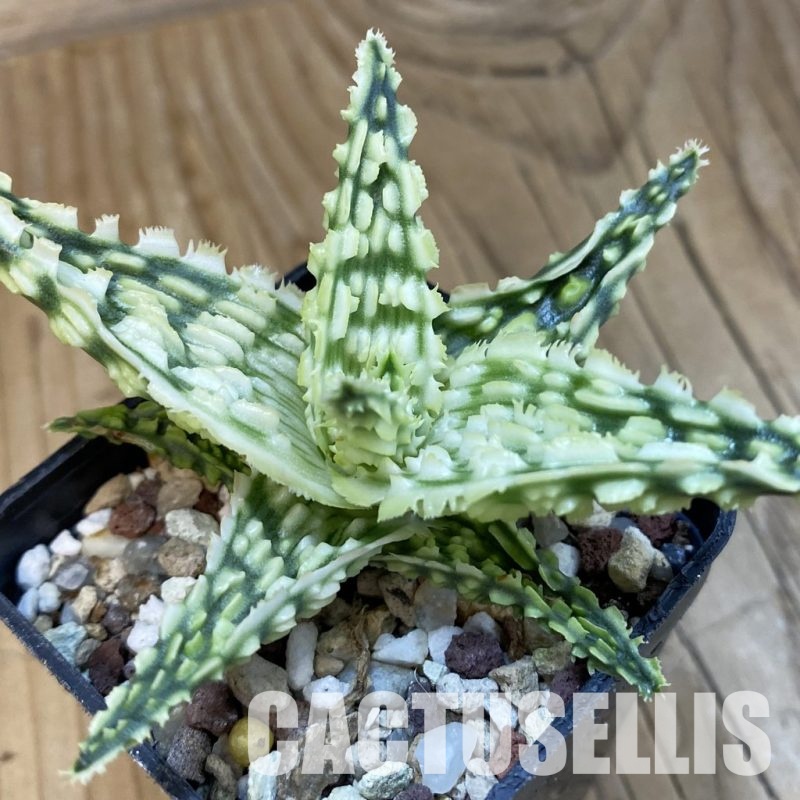 SH32565 Aloe TCT hybrid