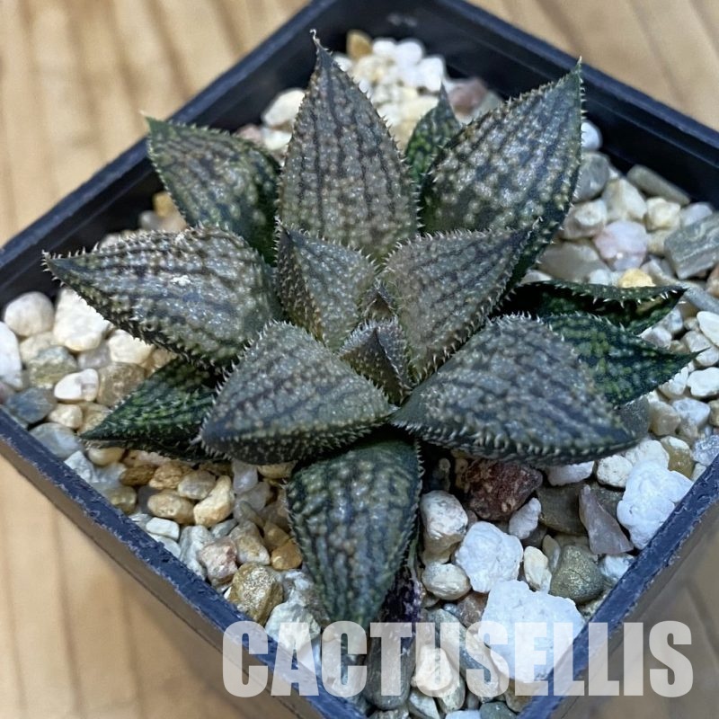 SH32566 Haworthia splendens hybrid