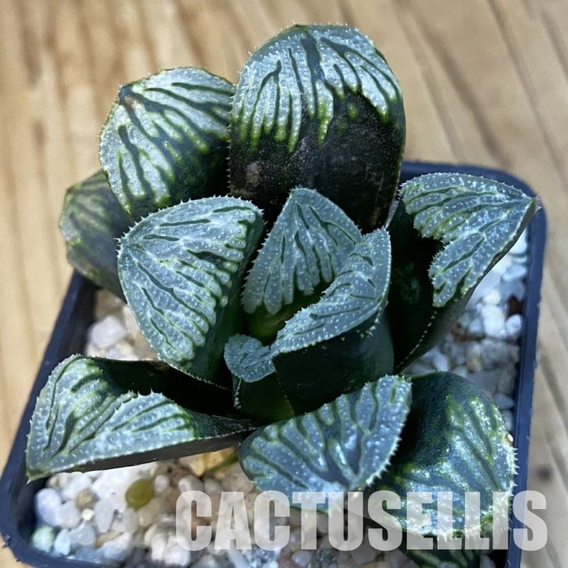 SH32567 Haworthia hybrid