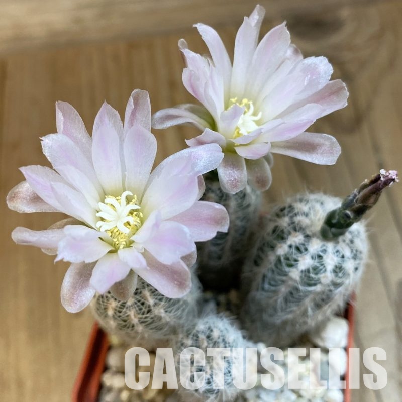 SH32526 Gymnocalycium bruchii v. niveum