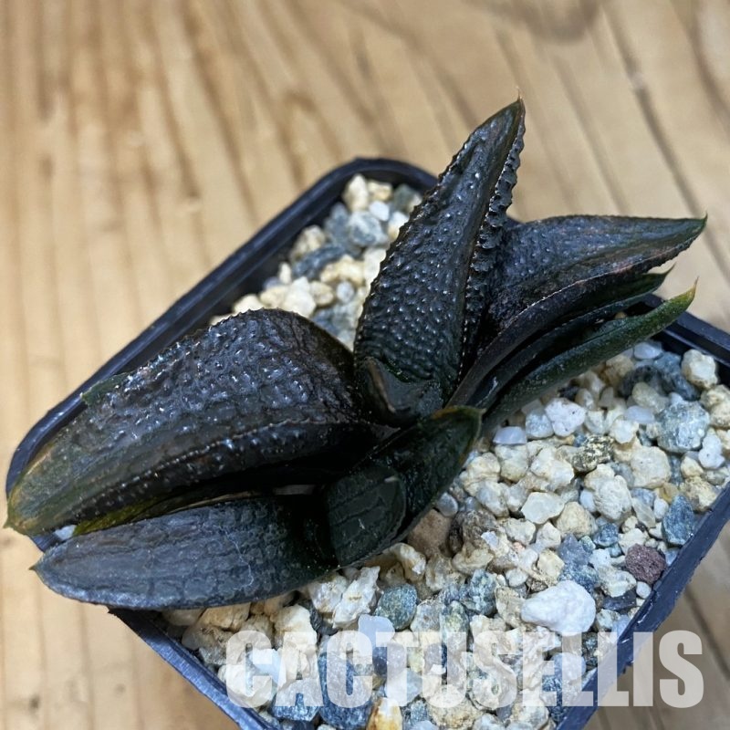SH32568 Haworthia koelmaniorum