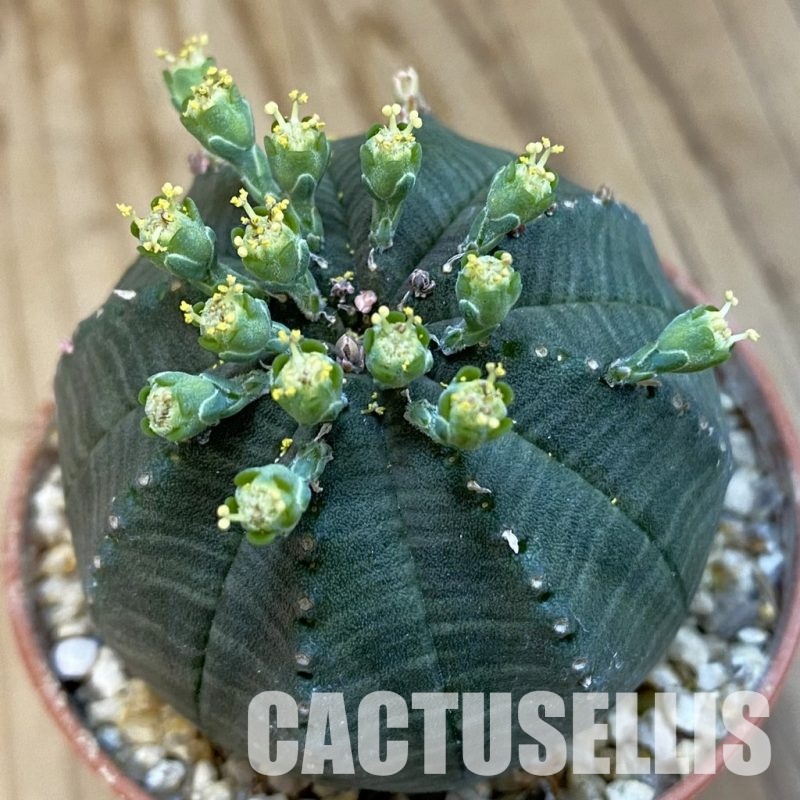 SET271 Euphorbia obesa ♀ ♂, 2 plants
