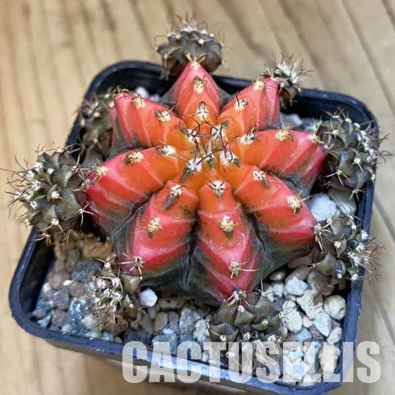 SH23469 Gymnocalycium mihanovichii ‘French Fuchsia’