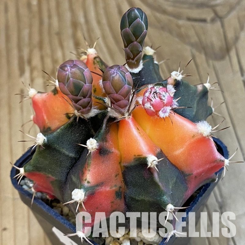 SH13413 Gymnocalycium mihanovichii f. variegata, seedling