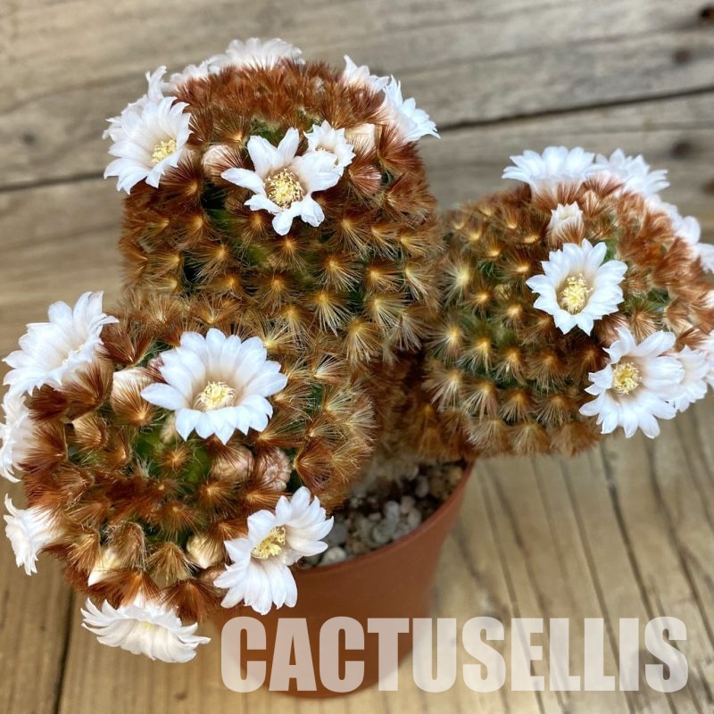 SH32521 Mammillaria carmenae v. rubrispina