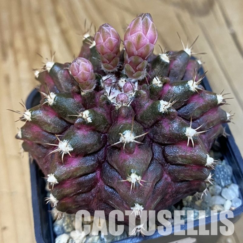 SH21464 Gymnocalycium mihanovichii ‘T-Rex’, seedling