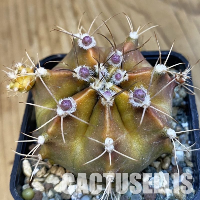SH20185 Gymnocalycium mihanovichii ‘Rusty’
