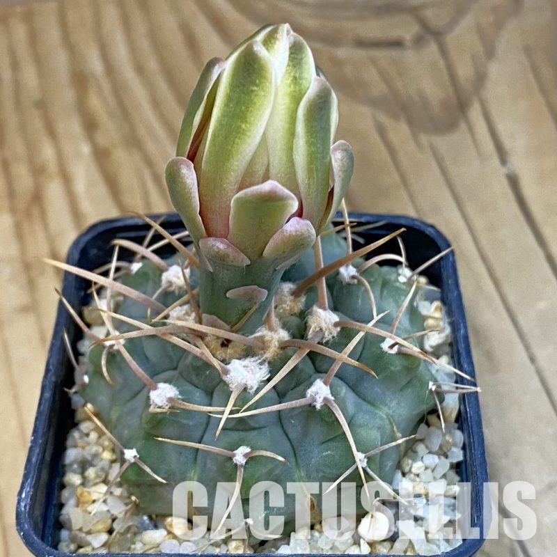 SH21624 Gymnocalycium vatteri, selection