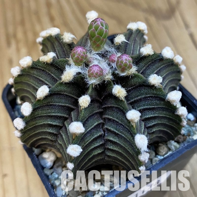 SH21178 Gymnocalycium friedrichii VOS1241