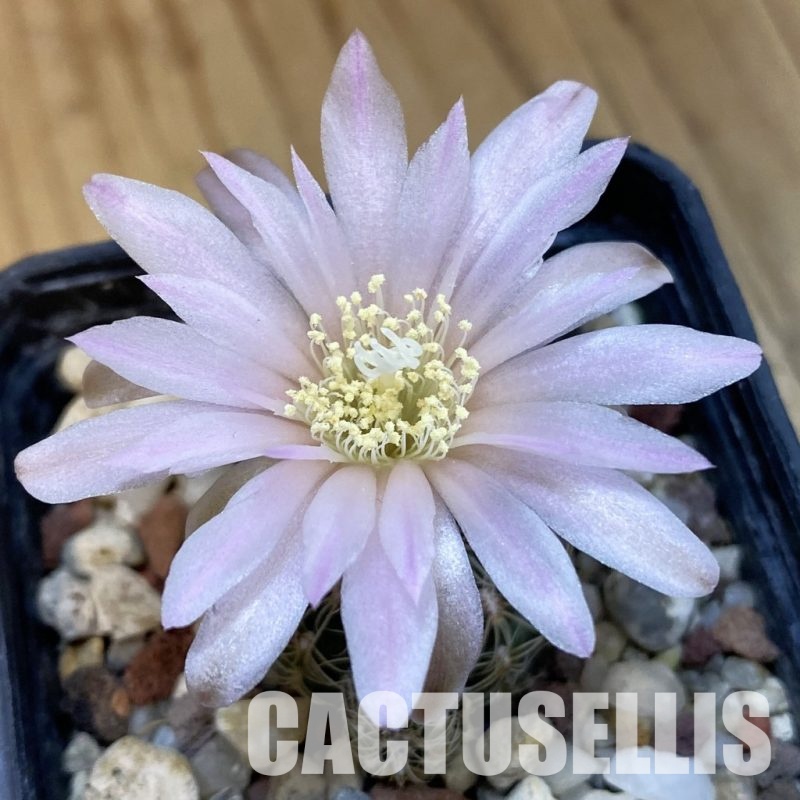 SH32527 Gymnocalycium bruchii ssp. lafaldense