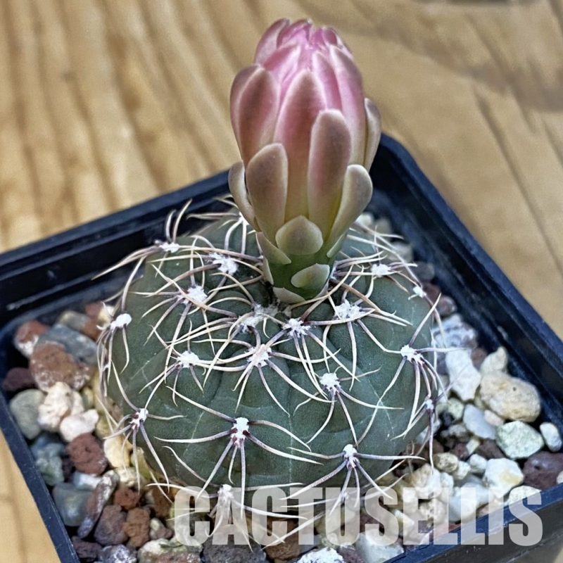 SH22399 Gymnocalycium amerhauseri ssp. altagraciense VG 053