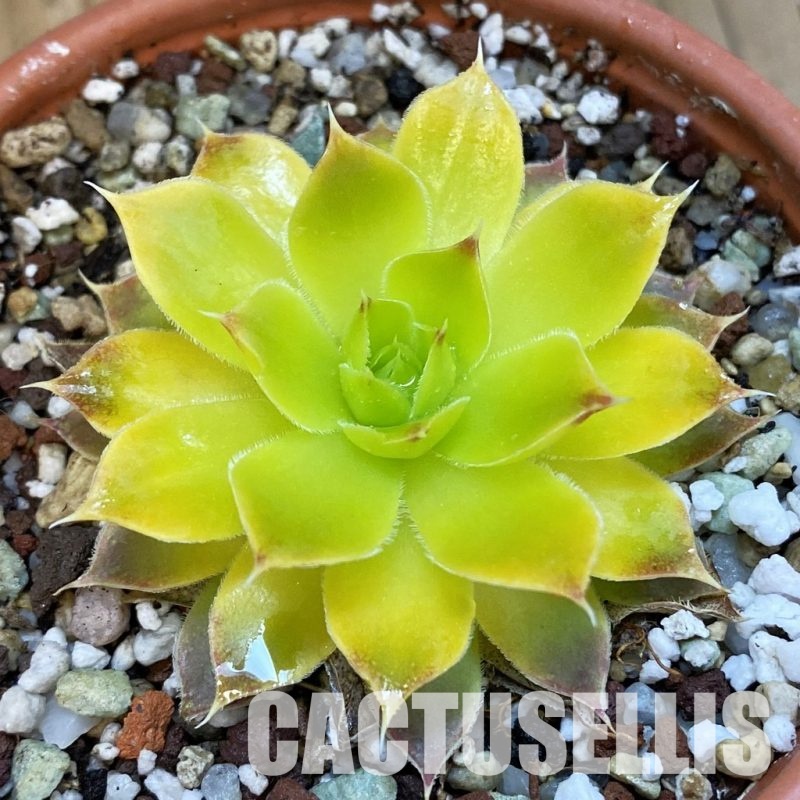 SH32570 Sempervivum 'Cheese Time' (cold-resistant)